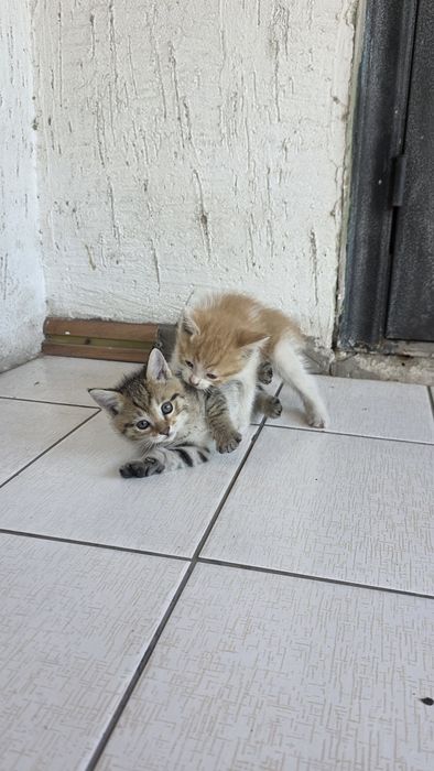 Отдам котят бесплатно