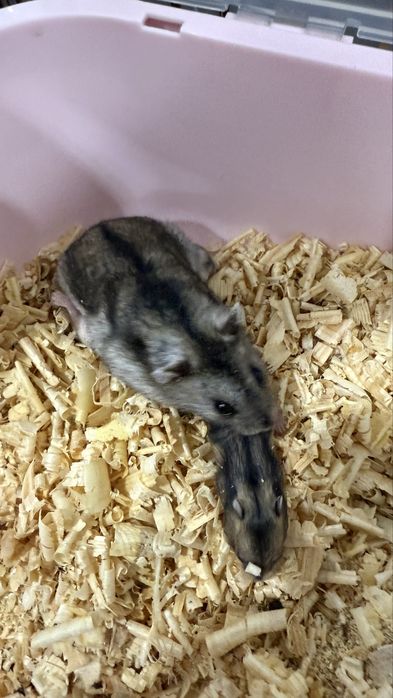 Продам маленького хомячка