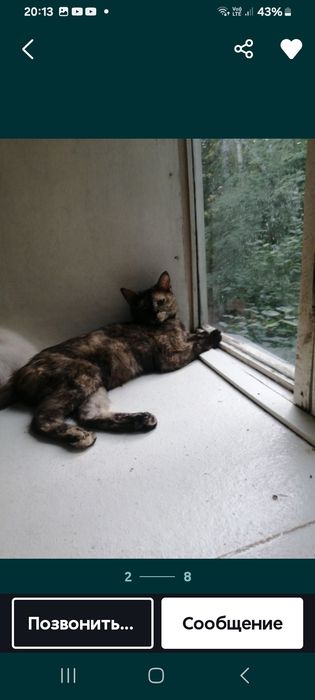 Кошки в хорошие руки