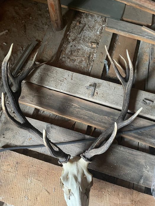 Trofeu de cerb carpatin – cu craniu inclus