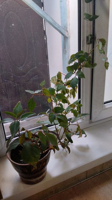 Продам комнатные цветы