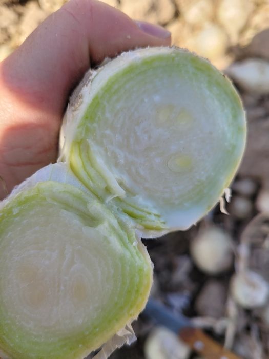 Стардаст Белый лук