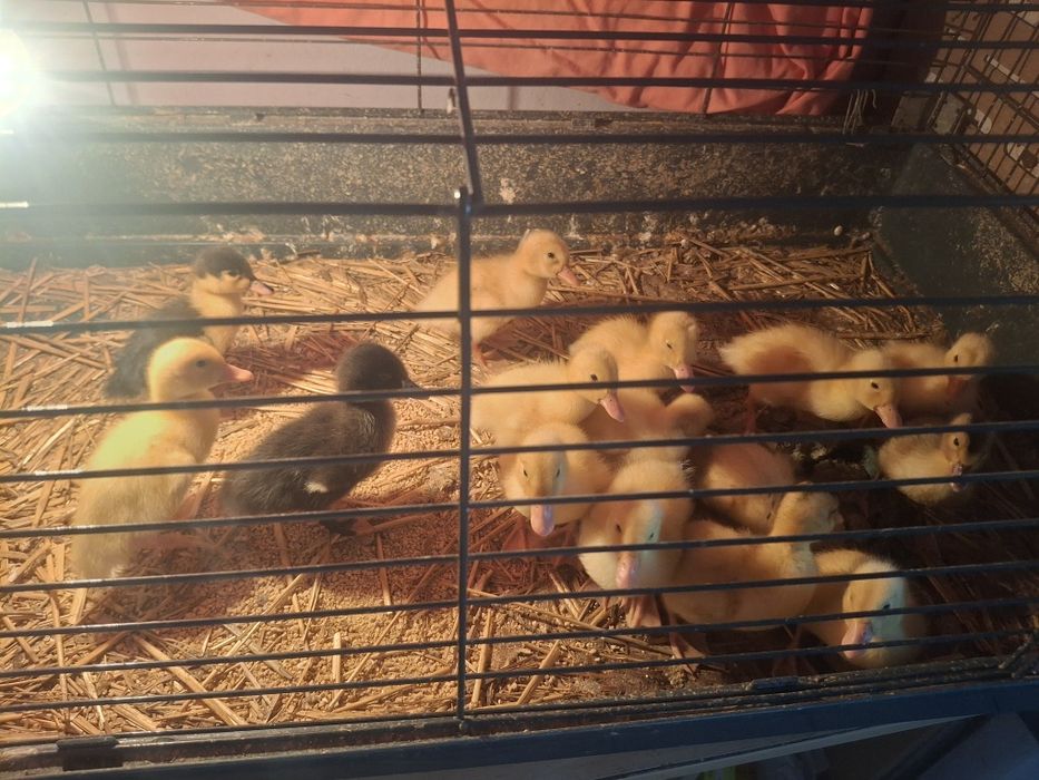 Vând boboci de rață