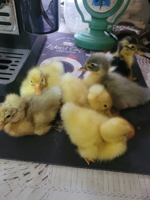 Vând rățuşte cu moț