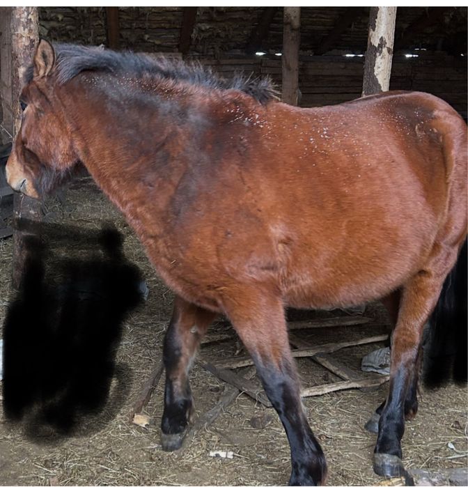 Кобыла Байталка 4 года