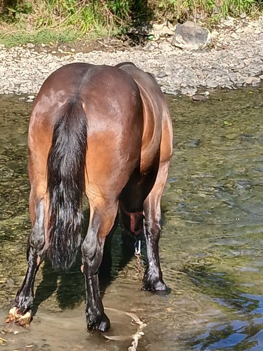 Vand manz  de un an jumte cuminte si bilind  curat la picore