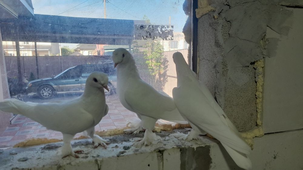 Белые таклы голубки