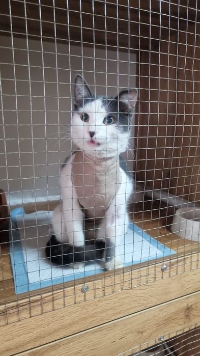 Отдам кошечку в добрые руки