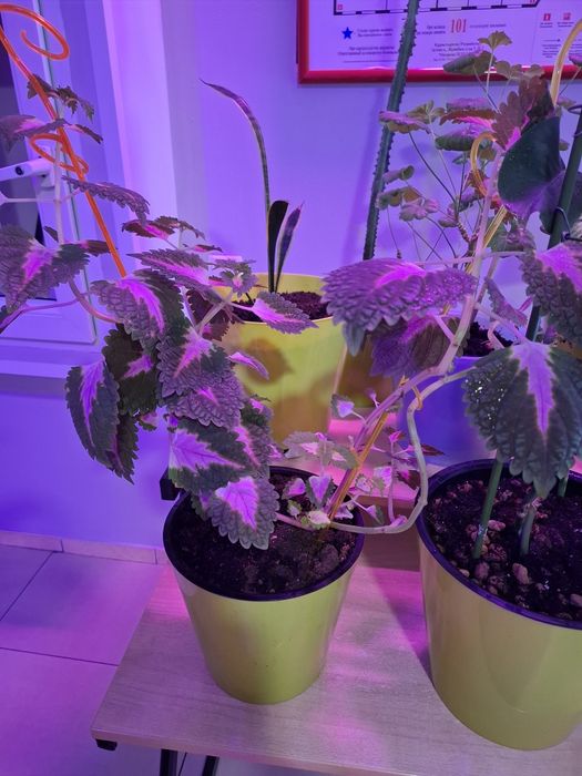 Продам цветы в офис ухоженные