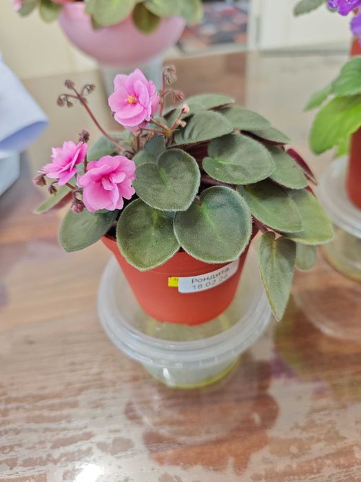 Продаются цветы - Фиалки