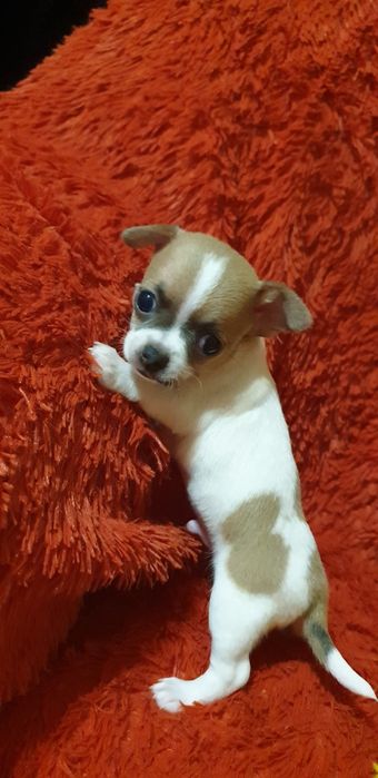 Щенки чихуахуа резерв.