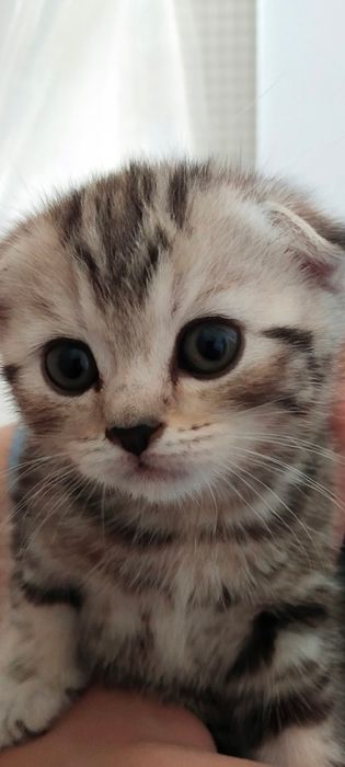 Продам котят девочка