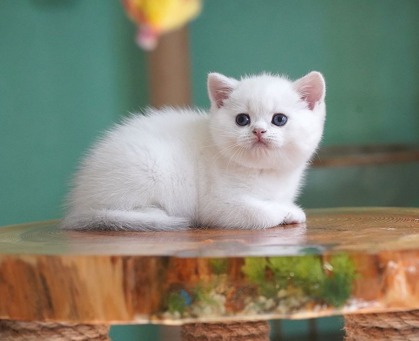 Британские котята