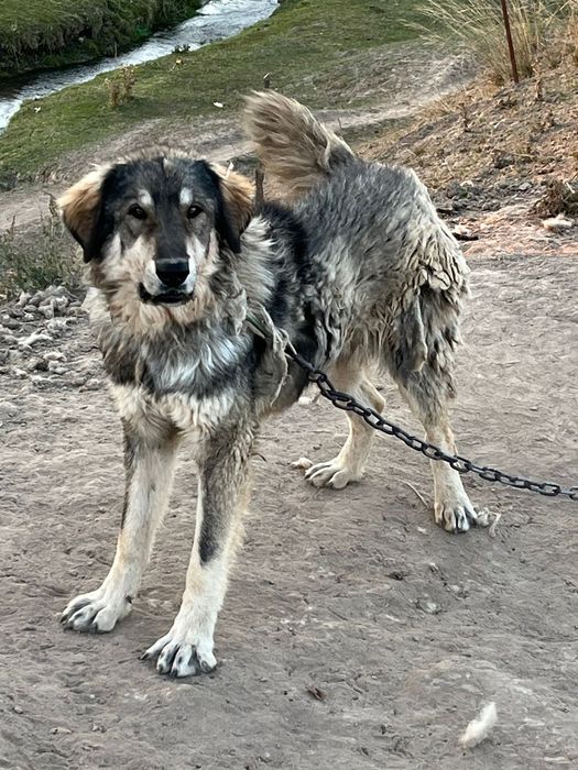 Собака ,казаки төбет