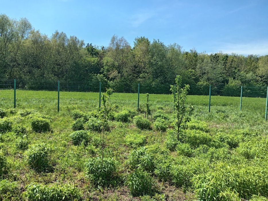 Teren intravilan, Stupini, Baciului,îngrădit. - Vedere 6