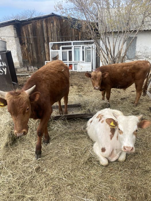 Продаю быков количестве 3шт