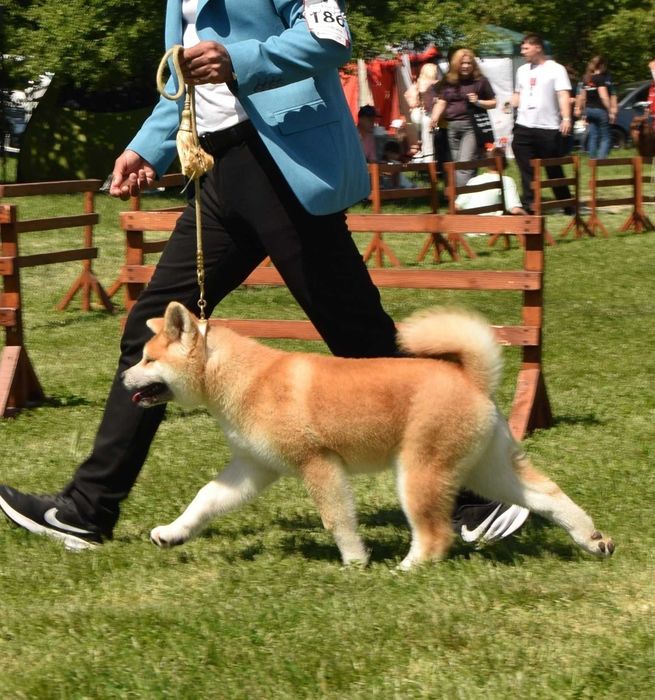Pui Akita inu, femelă, părinți multipli campioni!