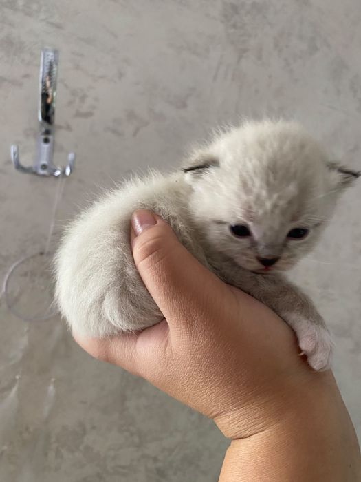 Здоровые котята и коты