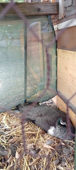 Pereche de pauni si puiul lor