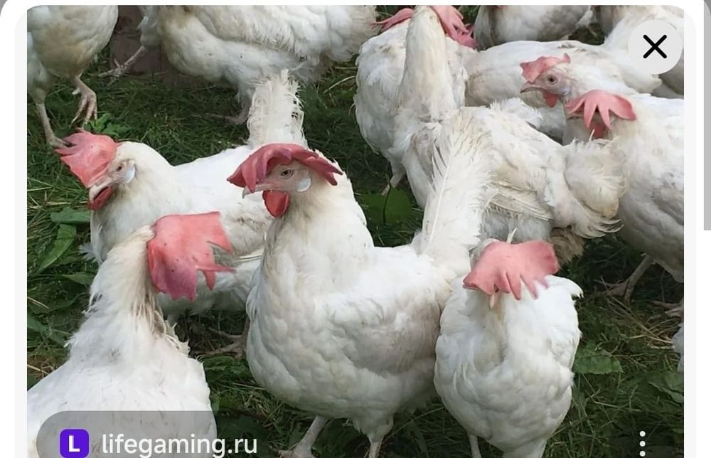 Куры несушки породы легорн