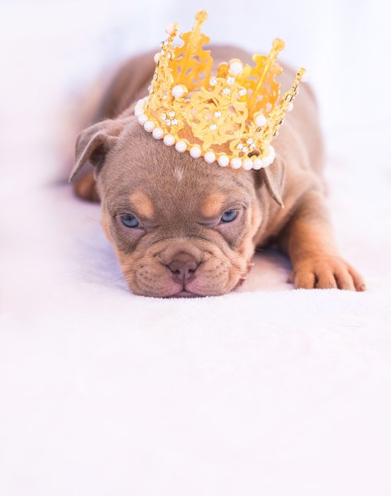 Американский булли детки