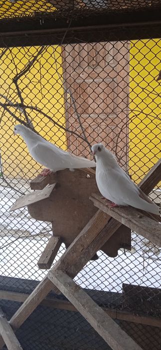 Продам голубей домашних