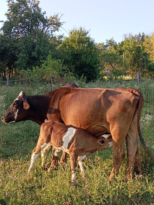 Vând vacă cu vițel