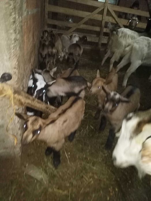 vand iezi foarte frumosi