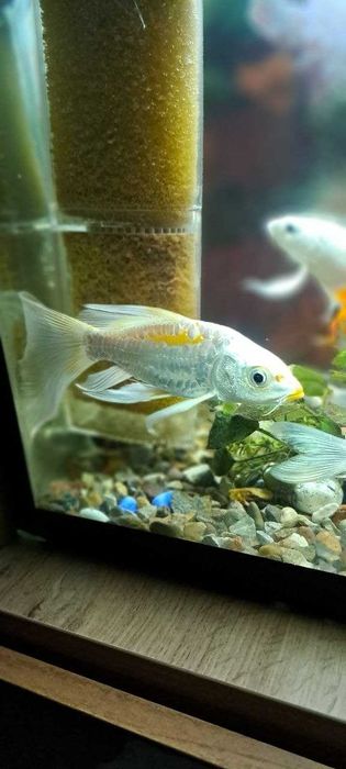 Platinaviy Kapalak Koy (Platinum Butterfly Koi)