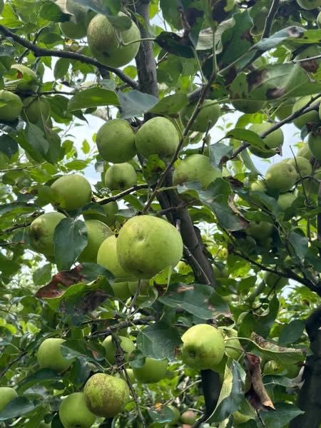 Mere de vânzare, nestropite, din livadă proprie – 6 lei/kg