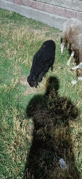 Қой, қозы қошқар, қозы