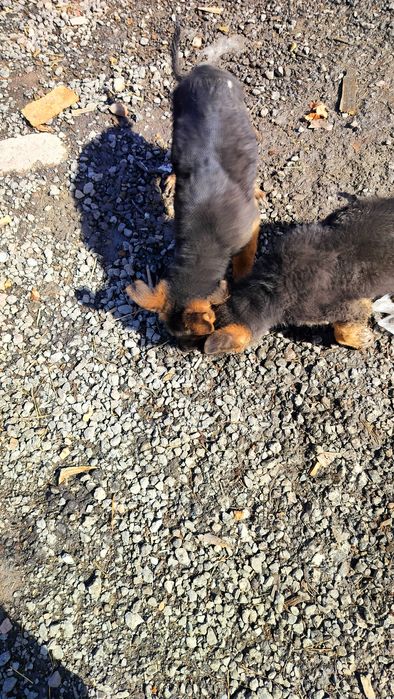 Щенок .Осталась девочка