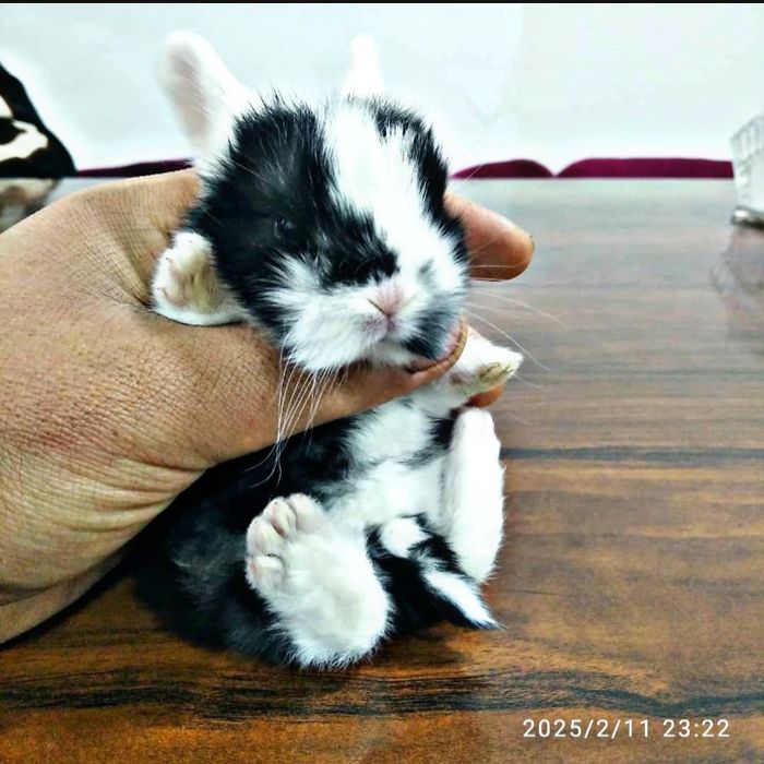 Karlikoviy quyonlar sotiladi