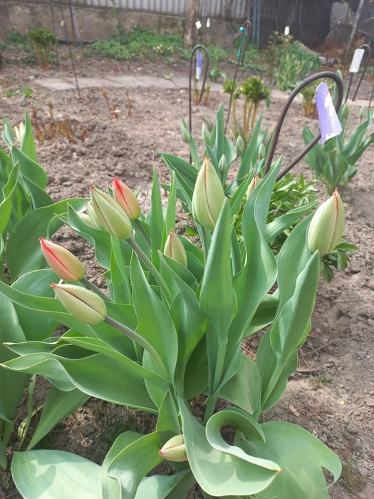 Тюльпаны красные и желтые на срез.