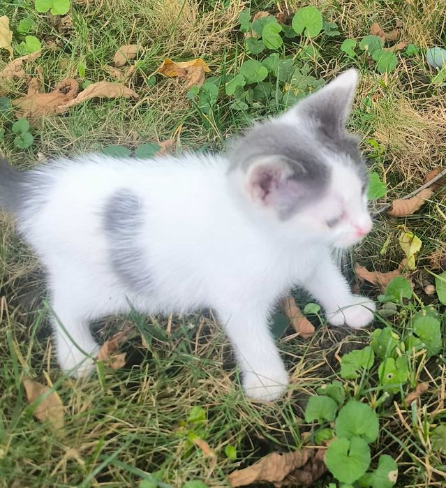 Pui de pisică pentru adopție