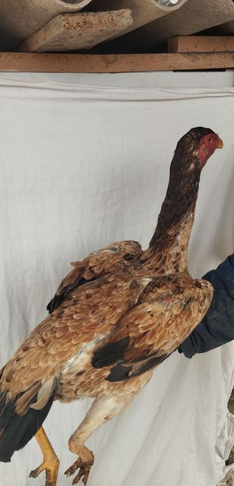 Sotiladi Toza kareya makiyonla!!