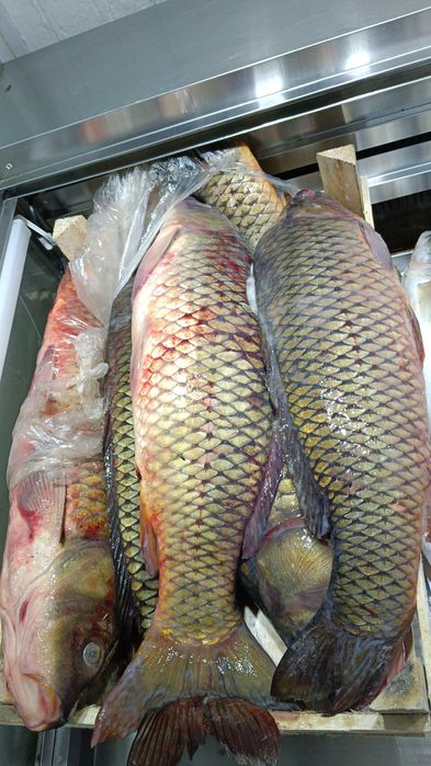 Свежий рыба свежий