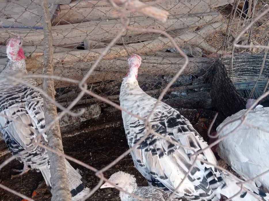 Нар ва мода куркалар сотилади