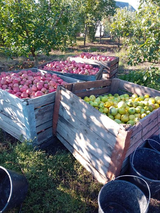 Vând mere industriale