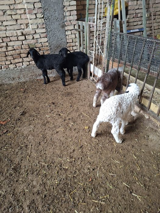 Кузичалар сотилади