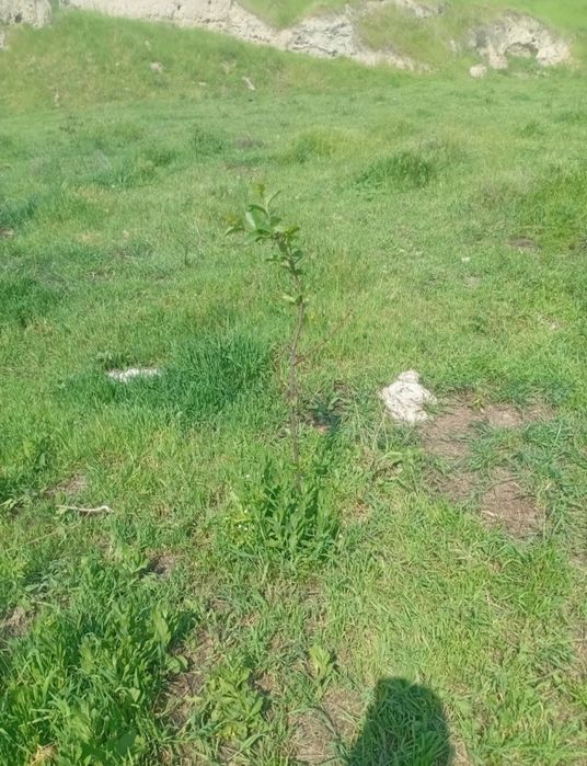 Yer Uchastkasi sotiladi! Narx sotixiga yozilgan