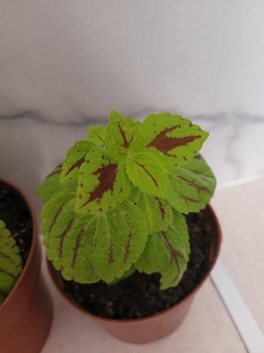 Продам цветок колеус