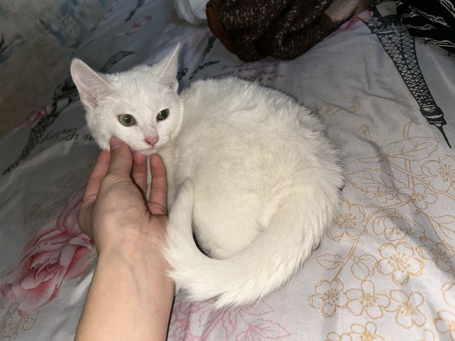 Продам котик , домашный 10 000 тг