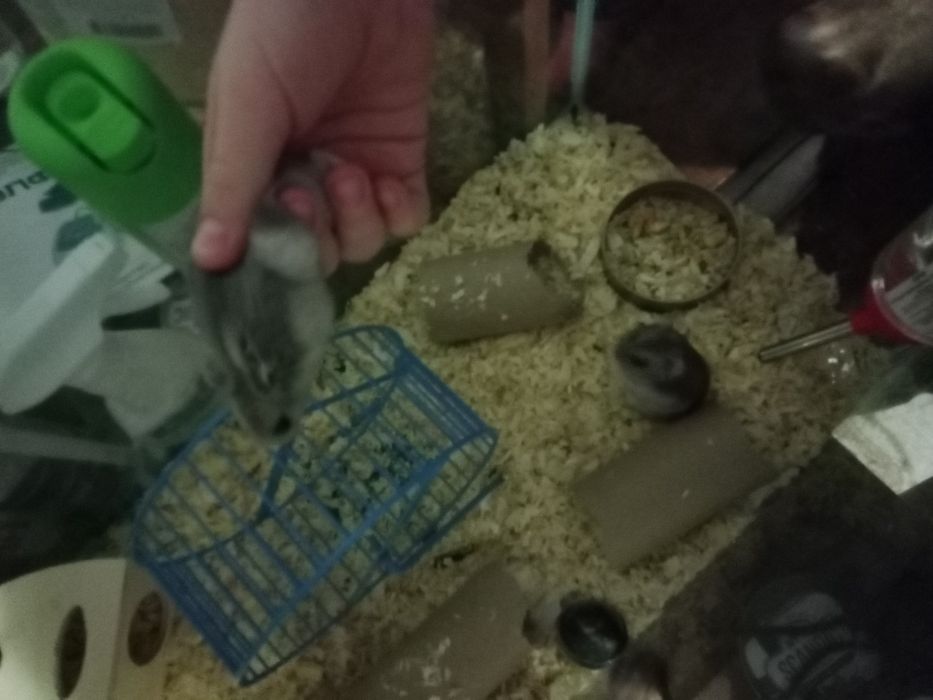 Хомяки колесо и дом