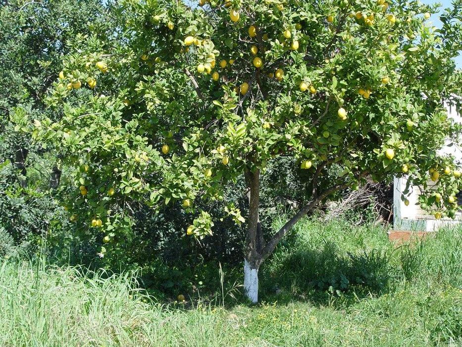 Limon sotililadi