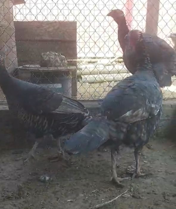 Индюки для разведения