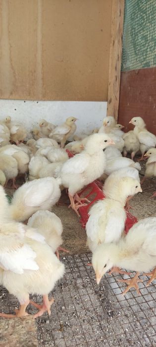 Продам бройлеров цыплят подросших