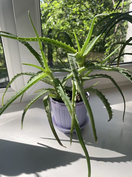 Продам . Домашний цветок Алоэ