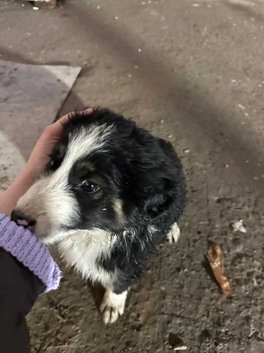 Маленького щенка нашли на стройке