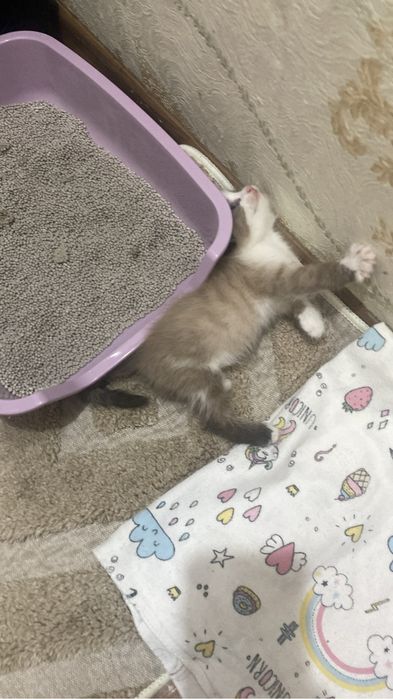 Отдам в добрые руки.